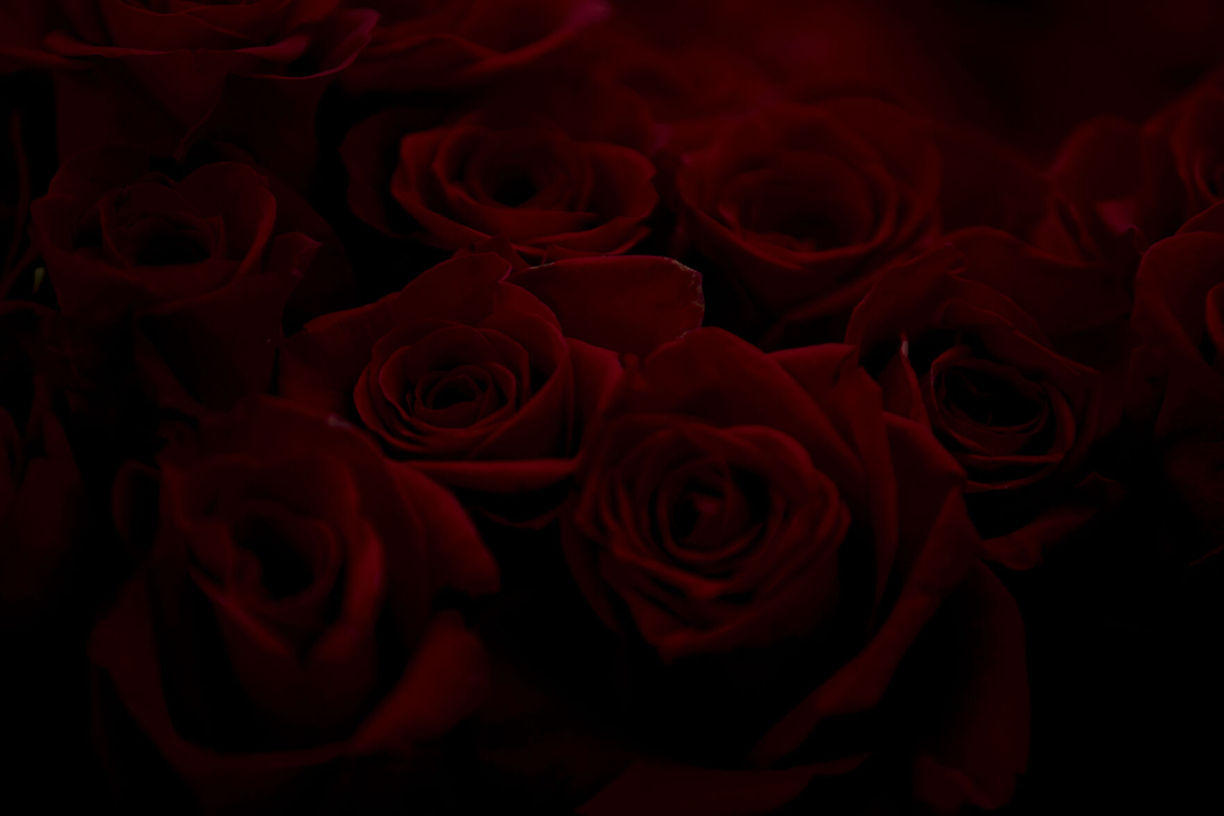 021321-news-vdayroses 03